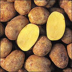 yukon-gold-potatoes